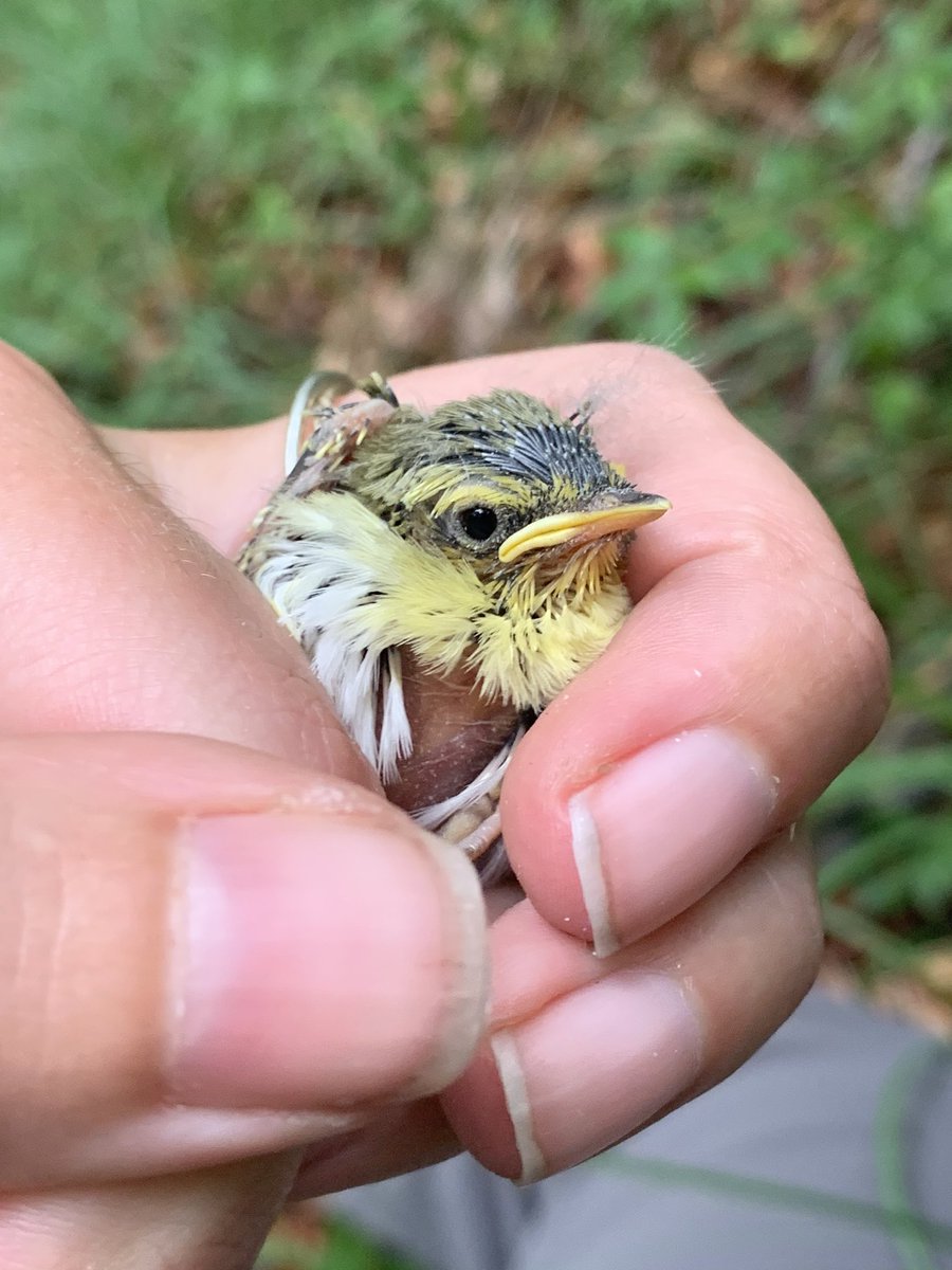 And here, Wood and Bonelli’s Warblers being carefully handled for ringing (I have a permit; don’t handle birds without one!): Their throats colours give their IDs away! (8/n)