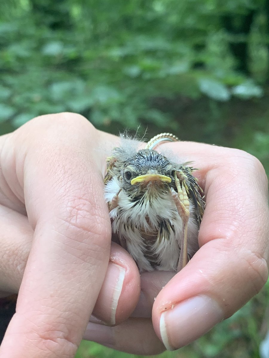 And here, Wood and Bonelli’s Warblers being carefully handled for ringing (I have a permit; don’t handle birds without one!): Their throats colours give their IDs away! (8/n)