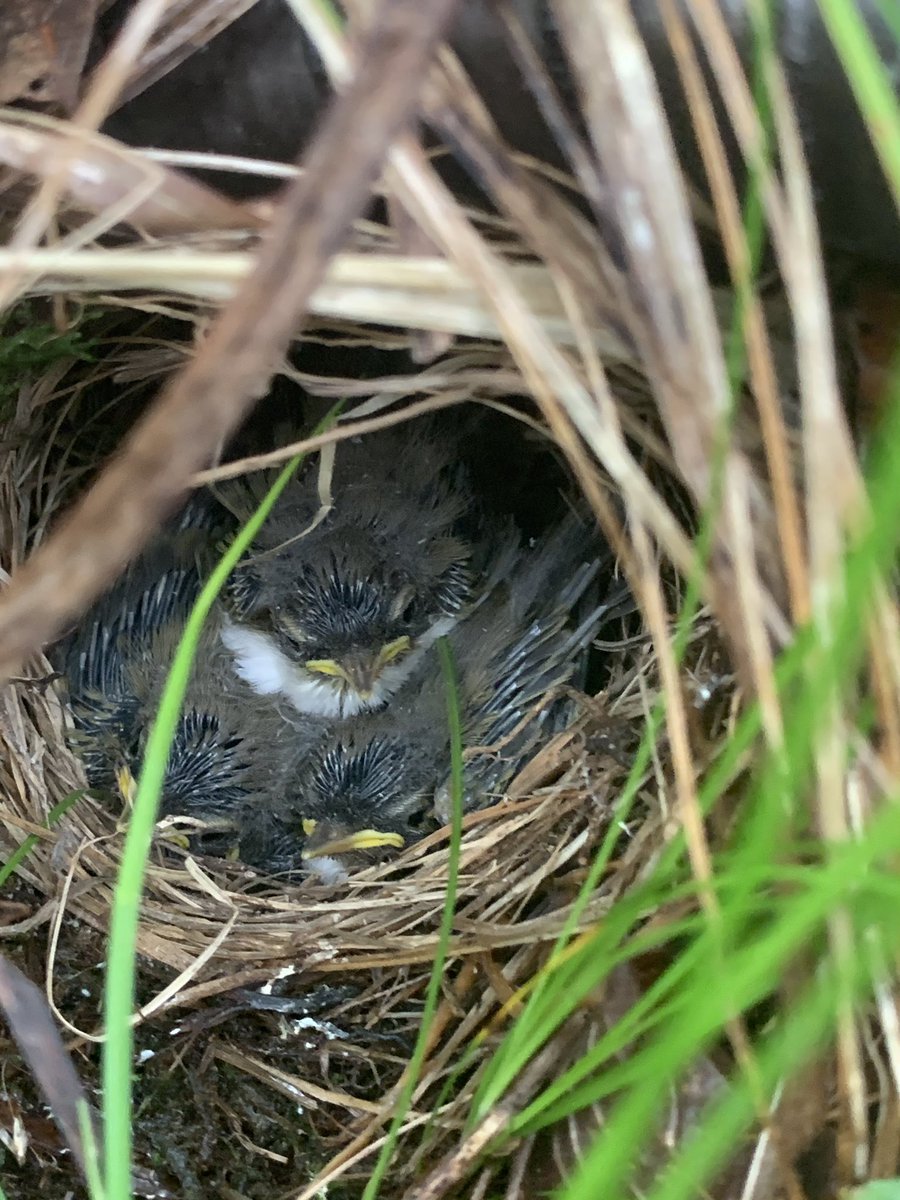 Amazing how quickly these  #birds develop... although these pictures aren’t of the same nest, they show the different that about 8 days of development make!!!! Especially important for ground-nesting birds like Bonelli’s and Wood Warblers. (10/n)