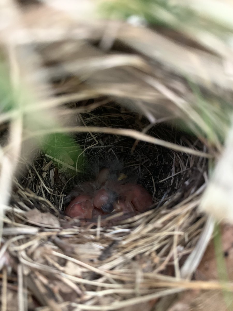 Amazing how quickly these  #birds develop... although these pictures aren’t of the same nest, they show the different that about 8 days of development make!!!! Especially important for ground-nesting birds like Bonelli’s and Wood Warblers. (10/n)