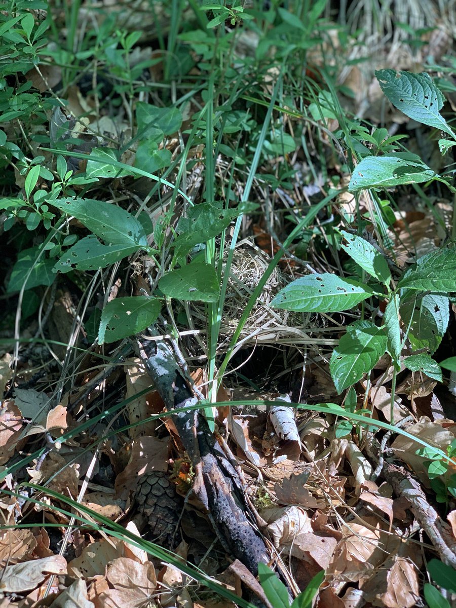 Aaaand I’ll wrap things up with a few  #woodwarbler  #nests, because I’m horribly biased and they’re my favorites (even though I only had 6 females breeding on my sites this year!):  #teamsibilatrix (12/n)