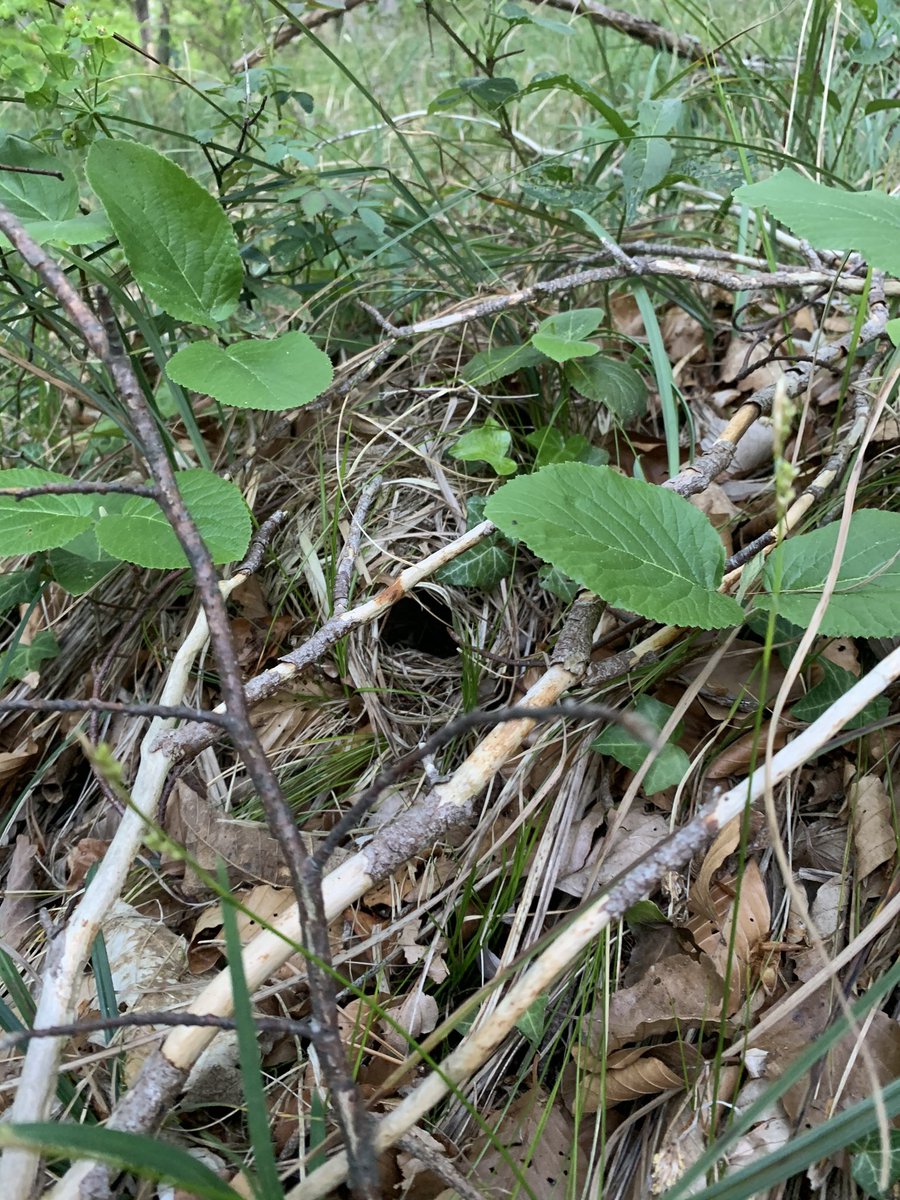 Aaaand I’ll wrap things up with a few  #woodwarbler  #nests, because I’m horribly biased and they’re my favorites (even though I only had 6 females breeding on my sites this year!):  #teamsibilatrix (12/n)