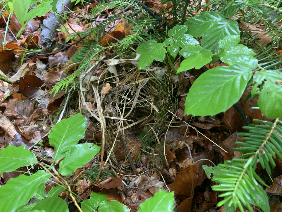 Aaaand I’ll wrap things up with a few  #woodwarbler  #nests, because I’m horribly biased and they’re my favorites (even though I only had 6 females breeding on my sites this year!):  #teamsibilatrix (12/n)