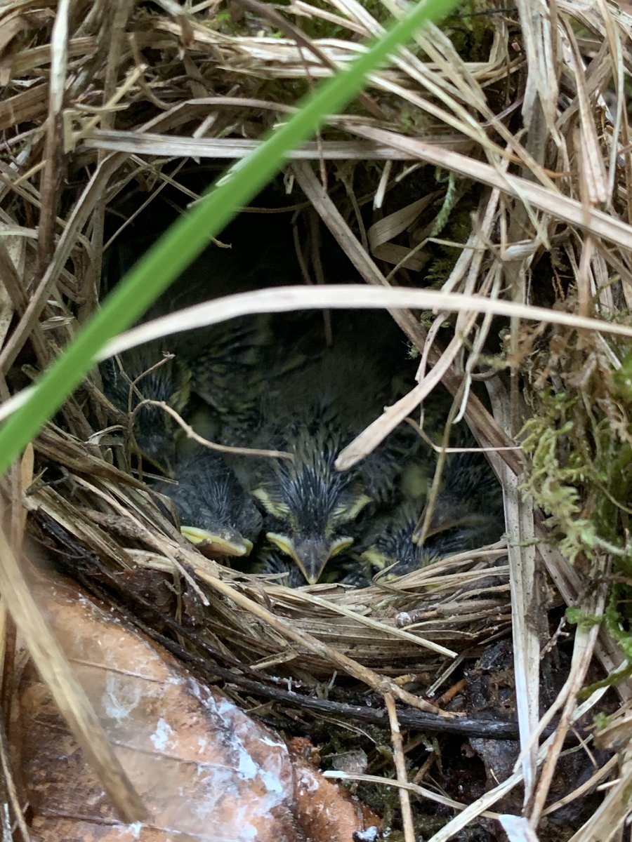 Aaaand I’ll wrap things up with a few  #woodwarbler  #nests, because I’m horribly biased and they’re my favorites (even though I only had 6 females breeding on my sites this year!):  #teamsibilatrix (12/n)
