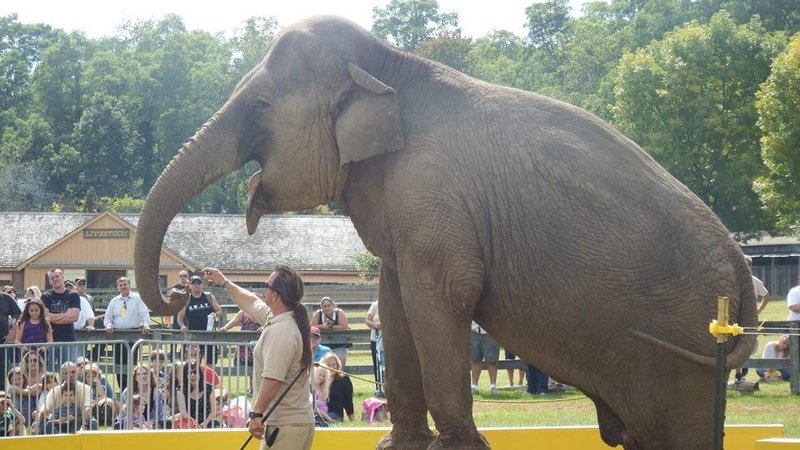 There, she was renamed Minnie. For the past 43 years, the Commerford Zoo transported her to events across the Northeast, forcing her to perform tricks and give rides for their financial gain.