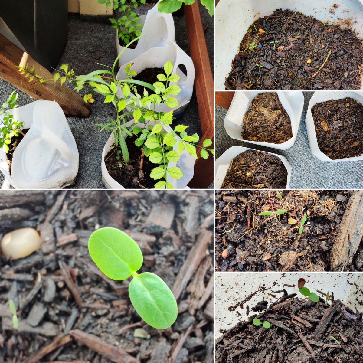kimberly boyce on Twitter: "@PineyElem the trumpet vine &amp; ruellia are  thriving &amp; almost ready for transplant while the seeds harvested from  the milkweed and crossvine are sprouting! Can't wait until I
