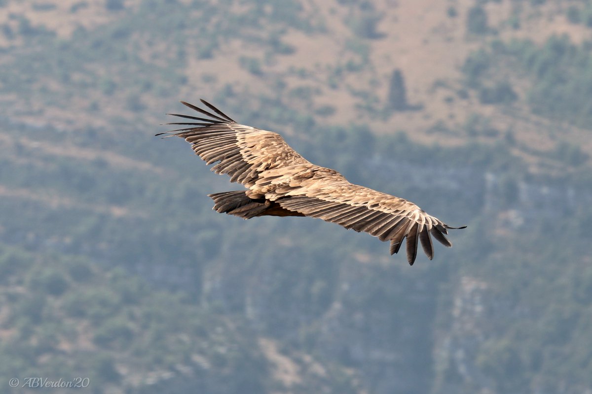 cielomiomarito's tweet photo. A volte me lo dico da sola... #chebrava! 
Grifone - Gorges du #verdon
#birding #birdwatching #nature #photography https://t.co/cQbE0rDfdY