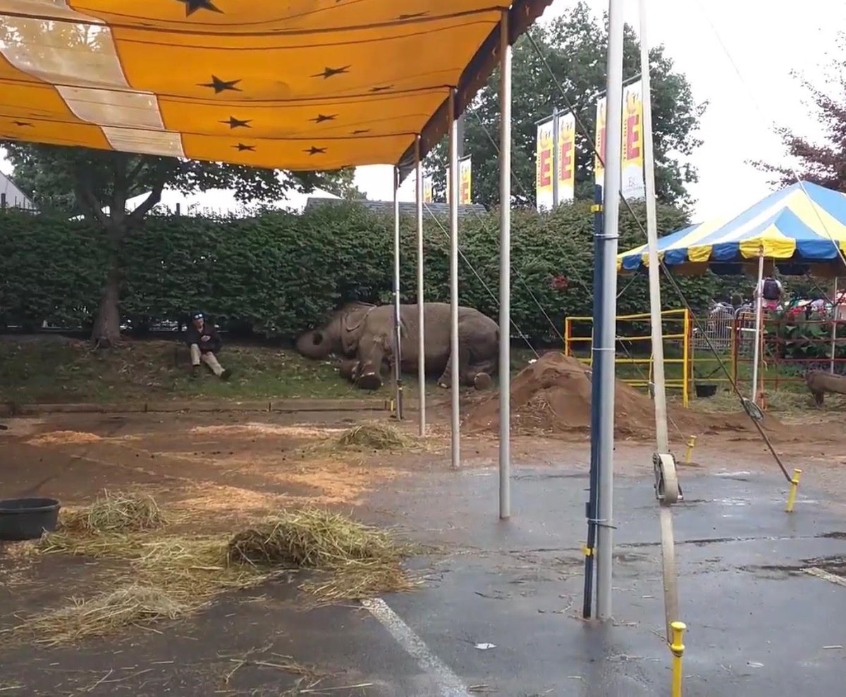 Last September Beulah, a 54-year-old Asian elephant, collapsed multiple times before dying at Massachusetts’s Big E Fair after the Commerford Zoo forced her to work and earn money for them one last time.