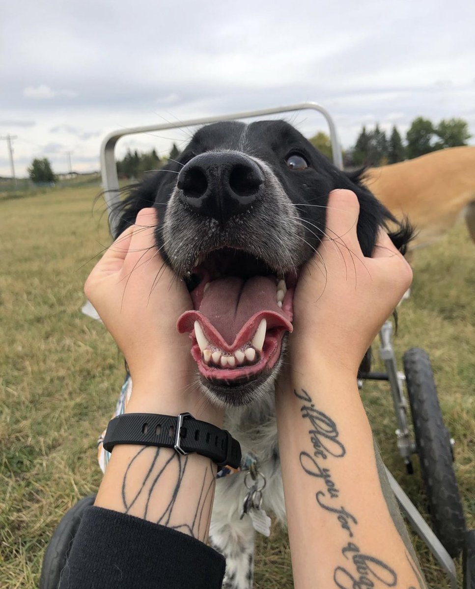 This is Moby. As a puppy, he was diagnosed with cerebellar hypoplasia, which just means he wobbles. But recently he’s been declining, indicating this diagnosis was wrong. You can help Moby get his new testing and the care he needs by clicking below. 14/10

gofundme.com/f/232hgrsdpc?s…