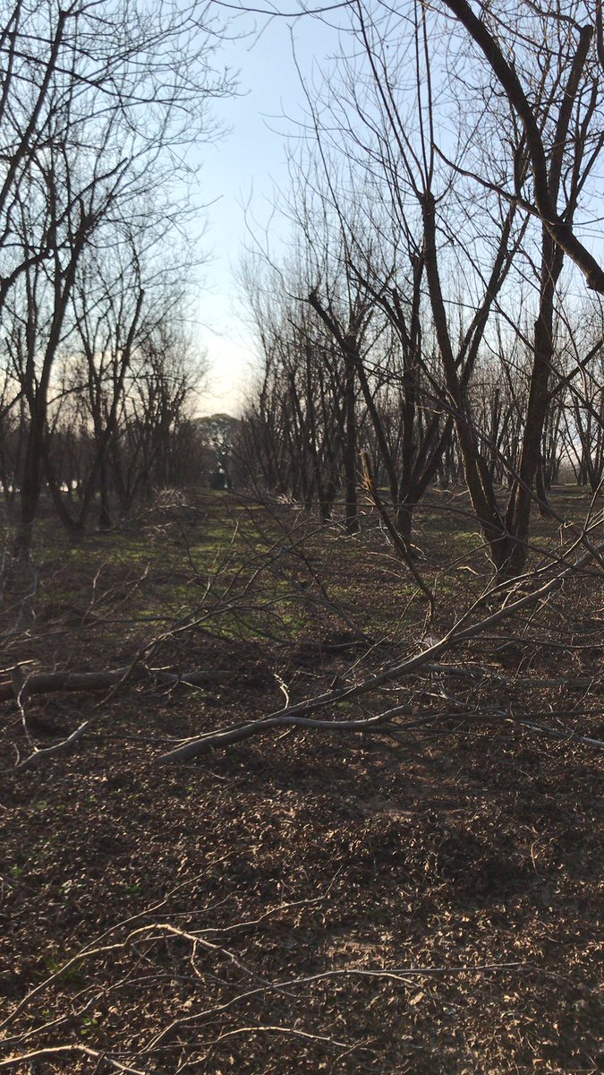 Seguimos con la poda de aclareo en los nogales de Pecán !!! 🍂
#pecannuts #agroecology #Agronomie