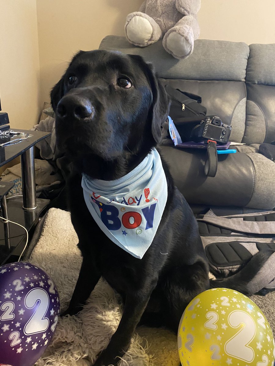 Guide Dog Fargo tweet media