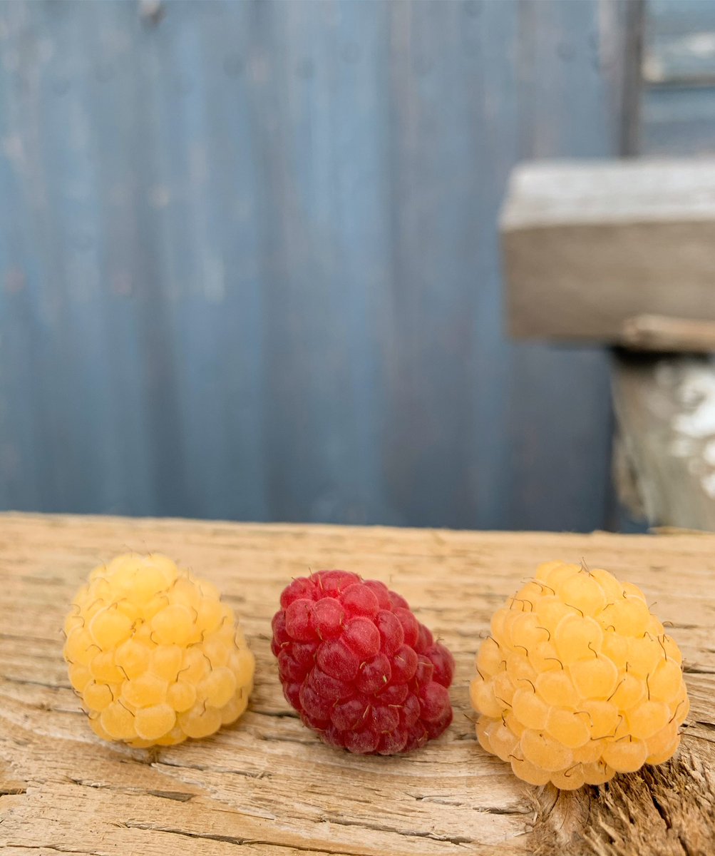 My main drive in gardening is the ability to grow food that I cannot buy in the shops. There are so many varieties of raspberry out there including yellow, black and purple so there is plenty of choice
#raspberry #goldenraspberries #raspberries #GardenersWorld #shoutyhalfhour