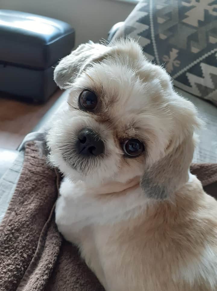 shih tzu action rescue adoption