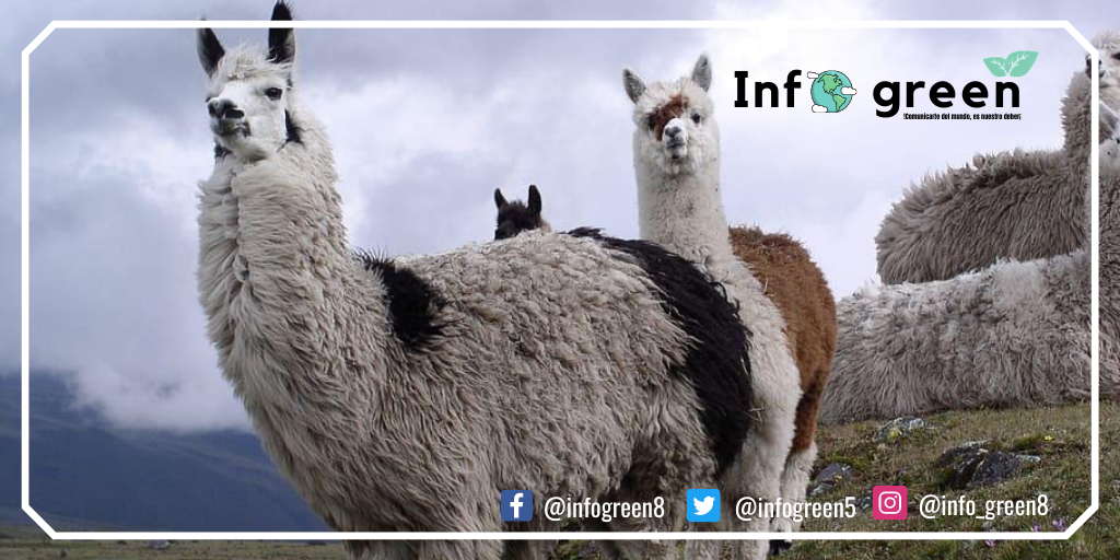 INFOGREEN5's tweet photo. Ecuador País Diverso🇪🇨
El Ecuador es considerado país Mega diverso por la variedad de flora y fauna, además por los lugares turísticos que posee este, ya que existen diferentes tipos de climas por estar ubicado en la línea equinoccial.🇪🇨🌍🍃
#infogreen
#cuidemosnuestroplaneta https://t.co/tcf7oq6mh4