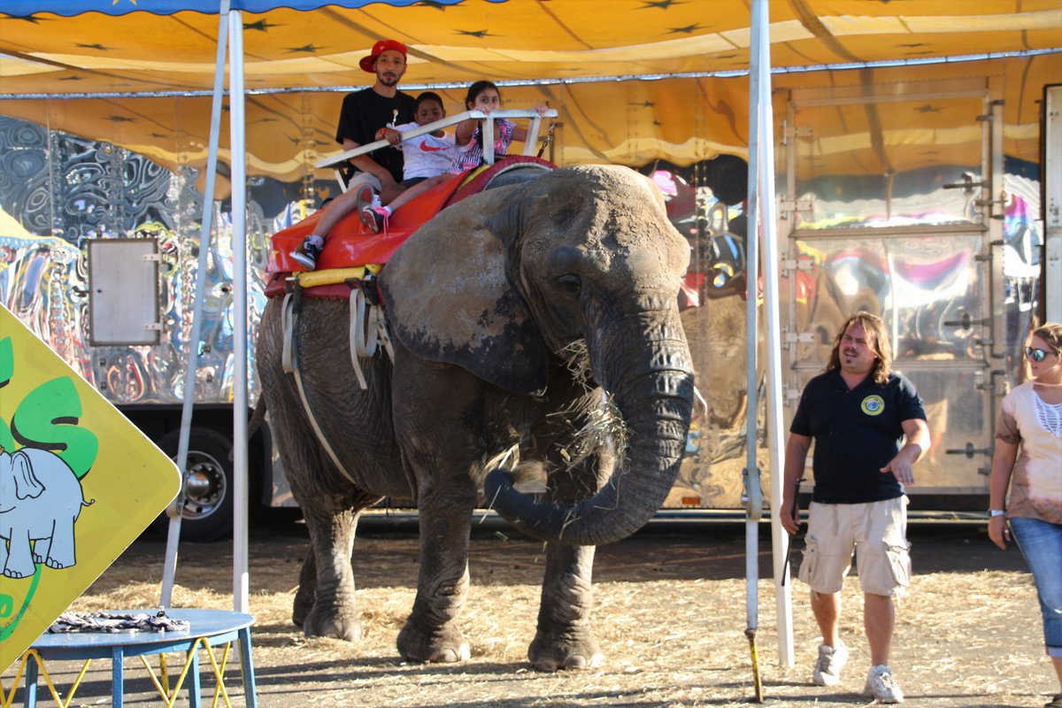 We’d later learn Karen died in March 2019 at only 38 years old. According to the USDA, Beulah died as a result of blood poisoning caused by a uterine infection the Commerford Zoo was aware she had when they transported her to the Big E. Karen died of kidney disease.