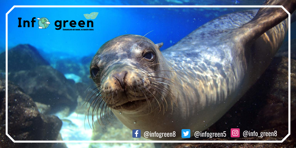 INFOGREEN5's tweet photo. Ecuador País Diverso🇪🇨
El Ecuador es considerado país Mega diverso por la variedad de flora y fauna, además por los lugares turísticos que posee este, ya que existen diferentes tipos de climas por estar ubicado en la línea equinoccial.🇪🇨🌍🍃
#infogreen
#cuidemosnuestroplaneta https://t.co/tcf7oq6mh4