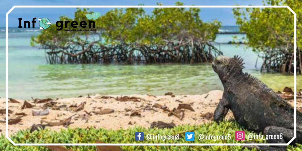 INFOGREEN5's tweet photo. Ecuador País Diverso🇪🇨
El Ecuador es considerado país Mega diverso por la variedad de flora y fauna, además por los lugares turísticos que posee este, ya que existen diferentes tipos de climas por estar ubicado en la línea equinoccial.🇪🇨🌍🍃
#infogreen
#cuidemosnuestroplaneta https://t.co/tcf7oq6mh4
