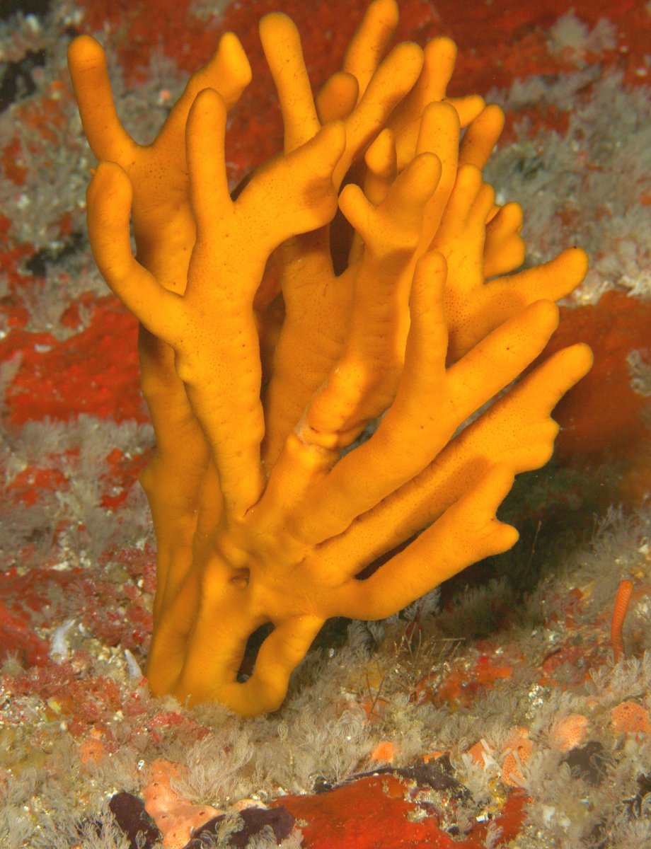 #Weekendweather #poorknights It is yucky. So here is some brightness to add colour to your day! diving.co.nz/news/1st-2nd-a…