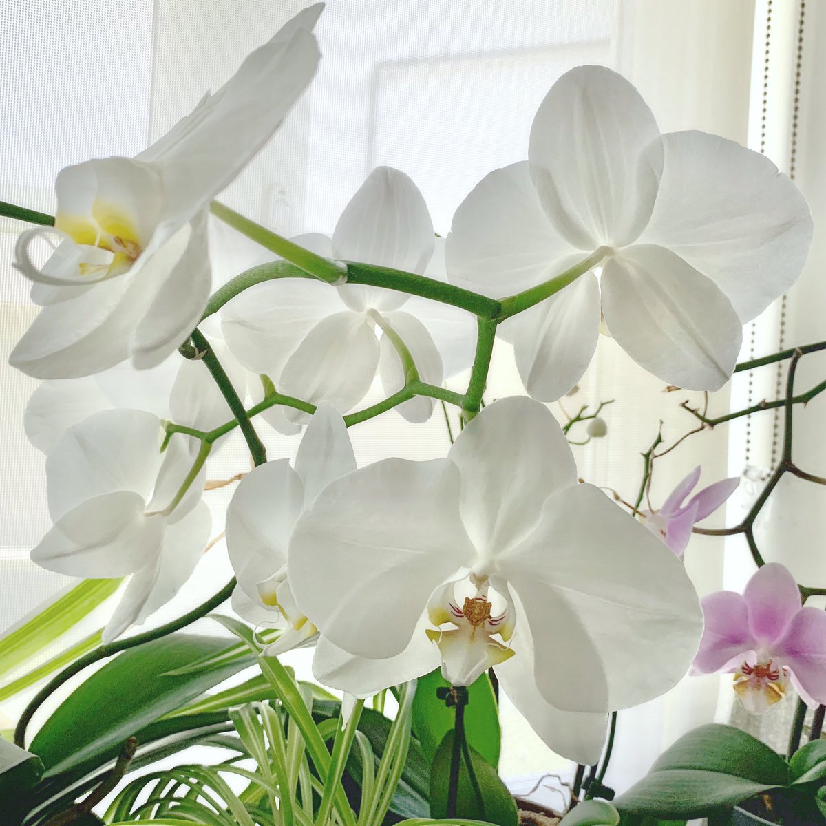 nikkilewisphoto's tweet photo. My orchids love the kitchen windowsill.
#orchid #orchids #windowsill #kitchenwindowsill #nikkilewisphotography #nikkilewisphotos #hertfordshirephotographer #hertfordshire #hertslife #houseplants #decorativeplants #indoorplants #greenfingers #isolationlife #isolation #lockdown https://t.co/tUlwgxvUDR