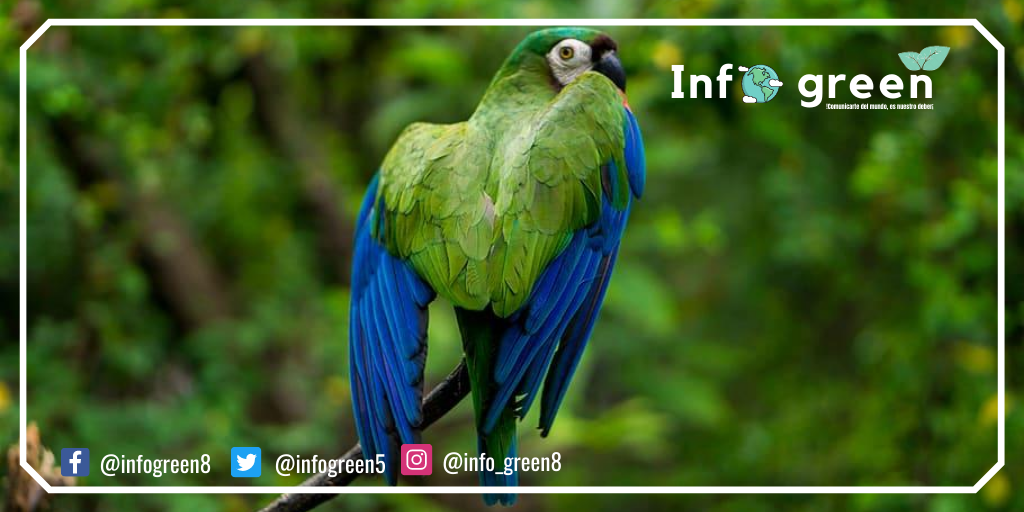 INFOGREEN5's tweet photo. Ecuador País Diverso🇪🇨
El Ecuador es considerado país Mega diverso por la variedad de flora y fauna, además por los lugares turísticos que posee este, ya que existen diferentes tipos de climas por estar ubicado en la línea equinoccial.🇪🇨🌍🍃
#infogreen
#cuidemosnuestroplaneta https://t.co/tcf7oq6mh4