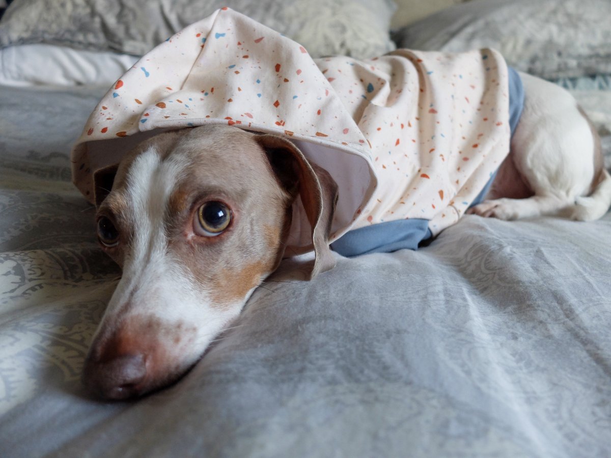a dog in a sweatshirt. we are just gonna leave this cuteness right here. <a href="/thefabricsnob/">The Fabric Snob</a> #thefabricsnob #dogs 

#fabric #cutedogs