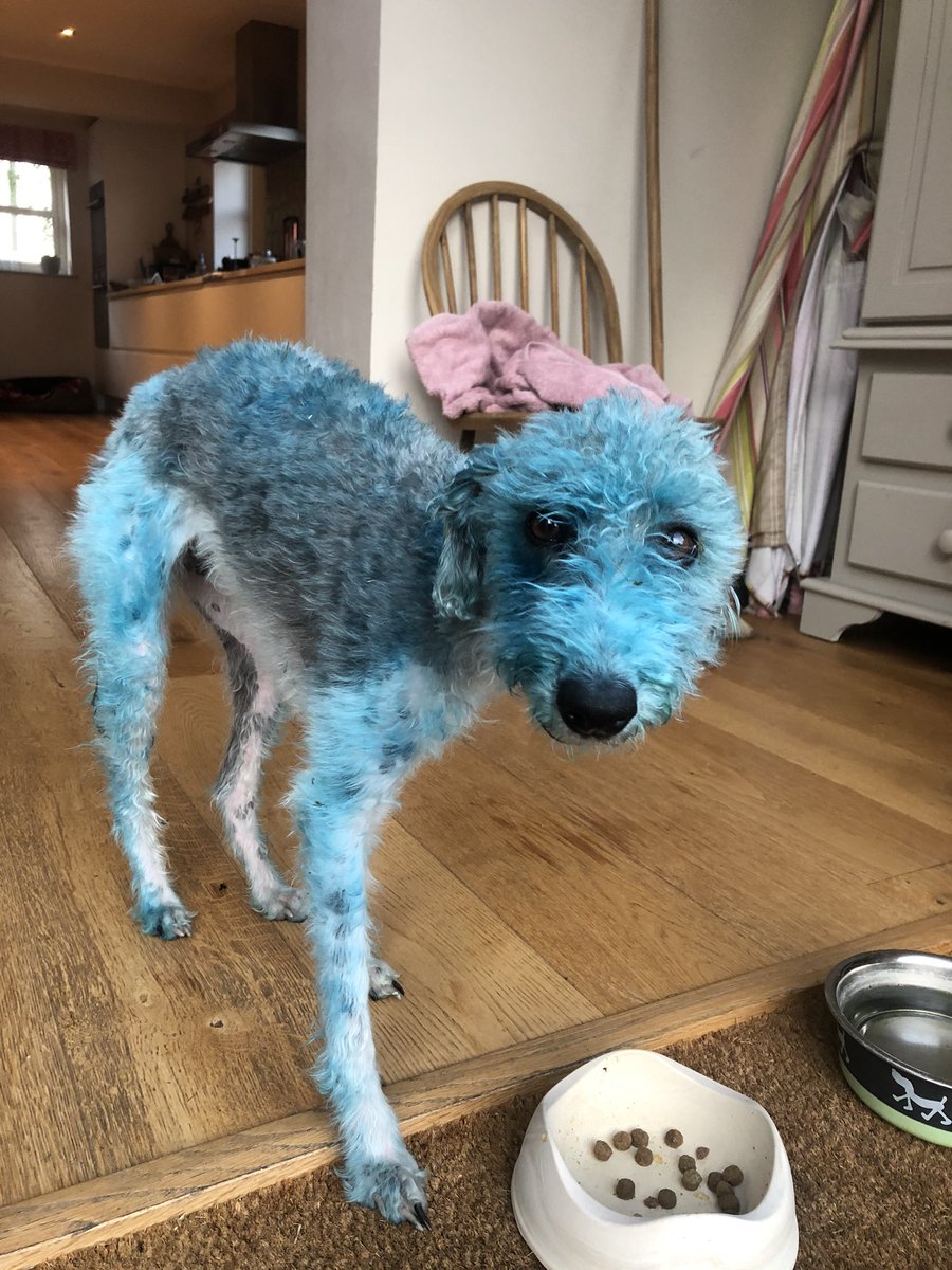 sachab71's tweet image. What do you do when your dog rolls in some acrylic paint and it will not come out after two washes?? ... asking for a friend 😂 😆