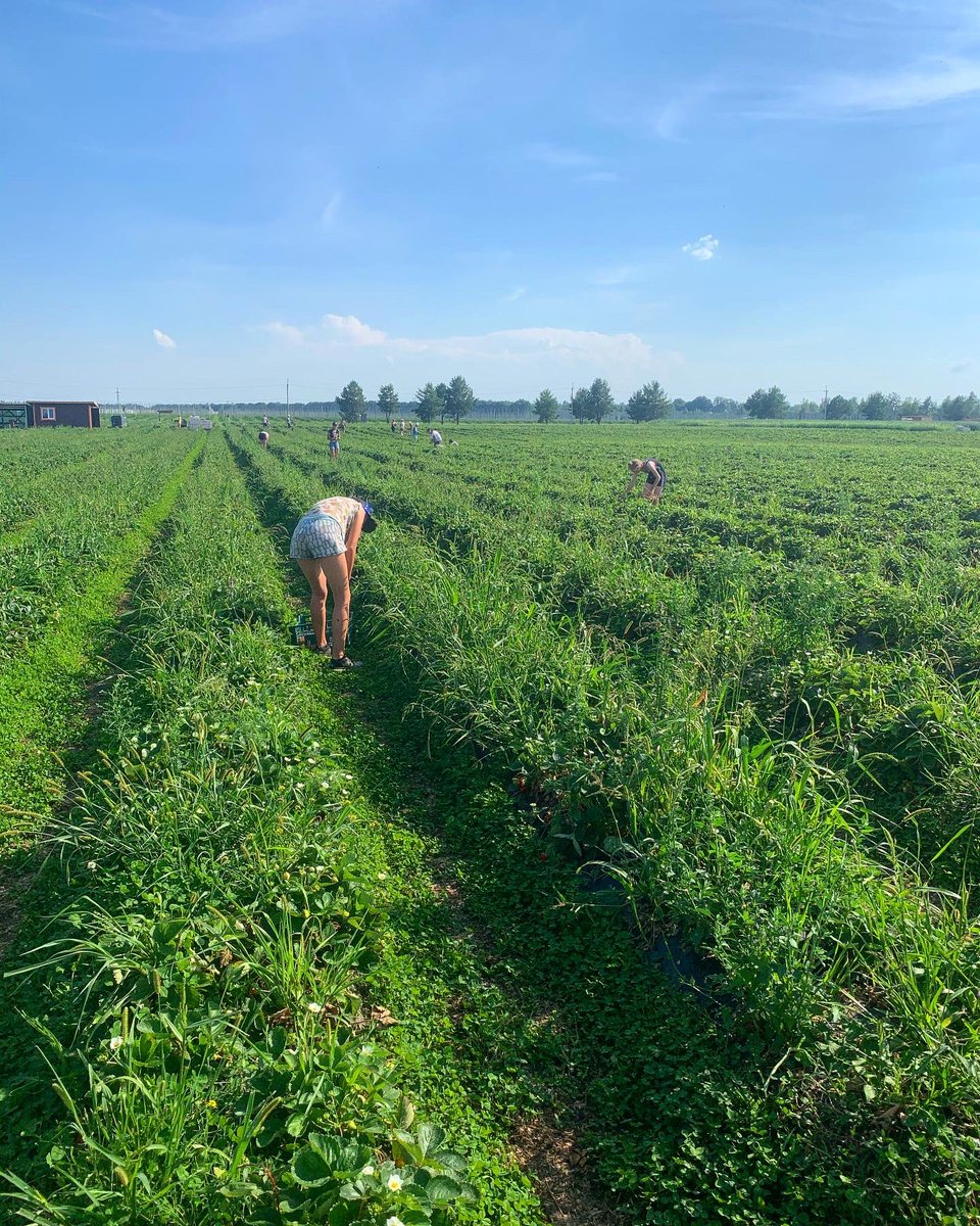uaig_ua's tweet photo. Strawberry fields during the harvesting season

#strawberry #strawberries #blackberry #blueberry #raspberry #plants #harvesting #advancedtechniques #blackberryfields #agriculture #agricultureproduction #farming #agricultureprocessing #foodmanufacturing #foodprocessing https://t.co/LjMtyd8Hfc