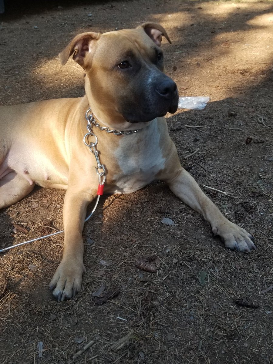 missy_dee_0021's tweet image. Even Karma out here camping like G! Lol #Camping2020