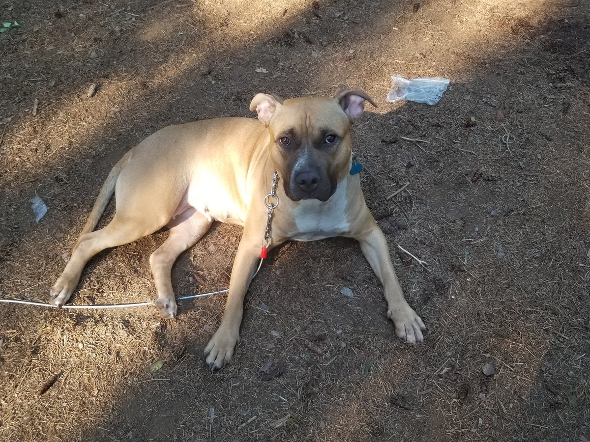 missy_dee_0021's tweet image. Even Karma out here camping like G! Lol #Camping2020