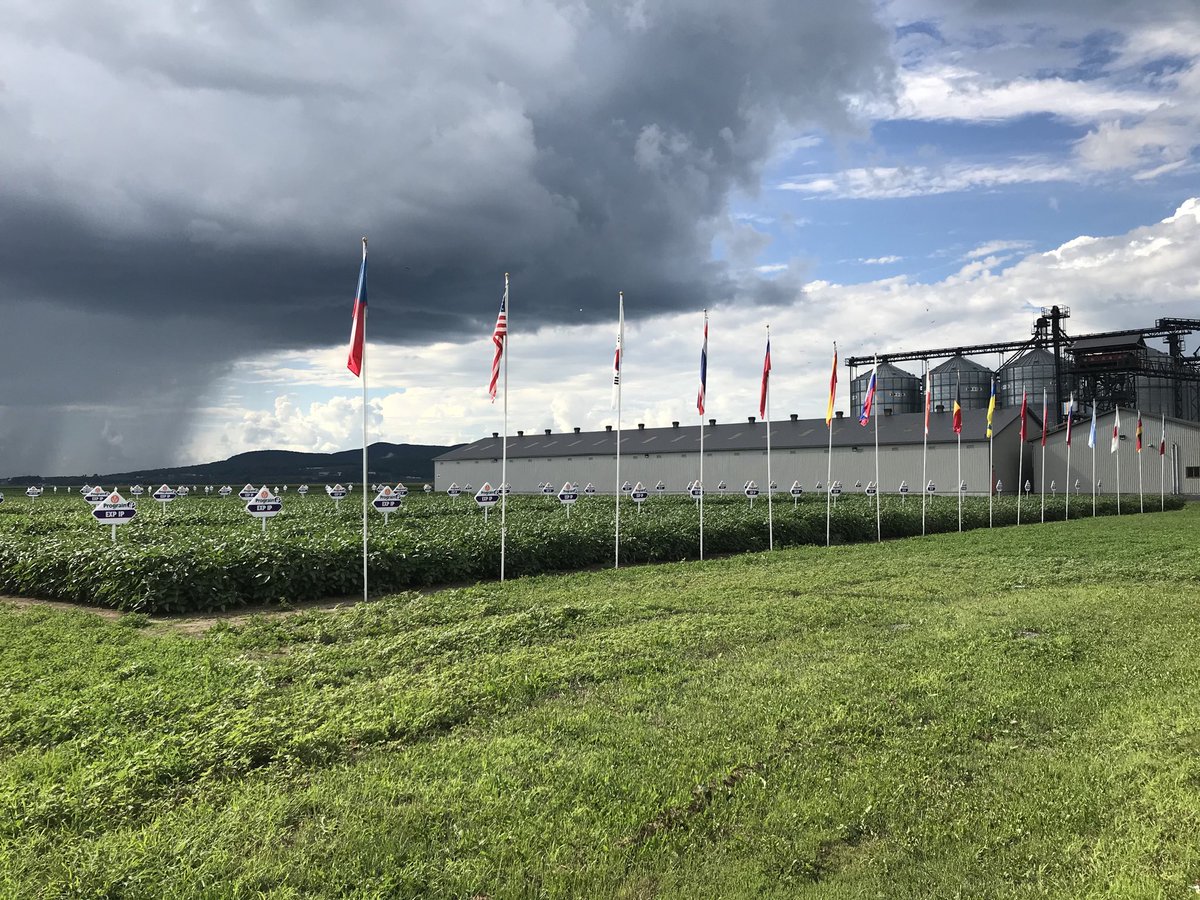 A world of #soybeans.  Un monde de #soya. #prograin