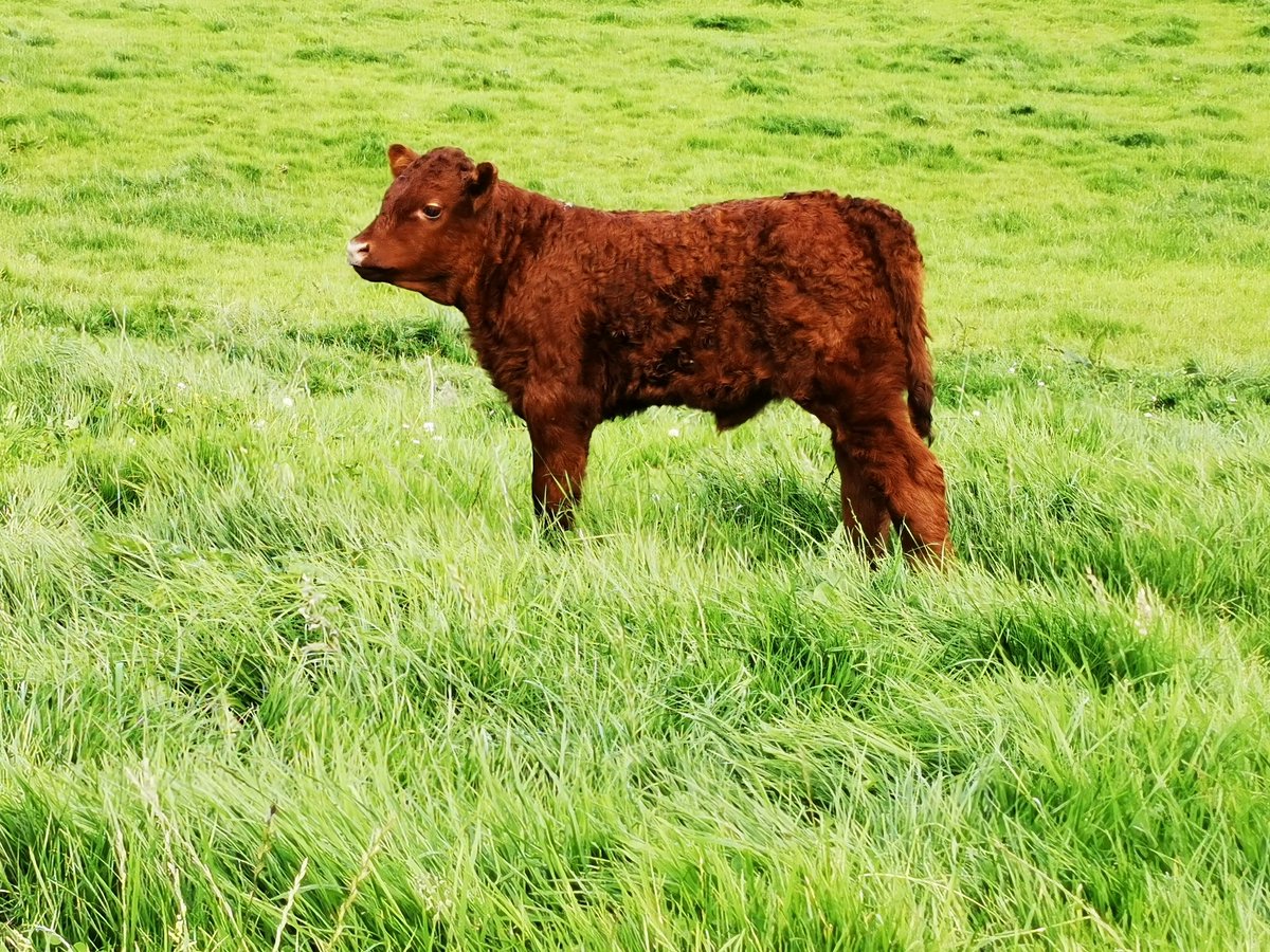 whelehandavid's tweet image. 1st pb Forez Sa heifer born here. Dam is a kkb 1st calver. @CrummySean #salers #calving20 #grasstobeef