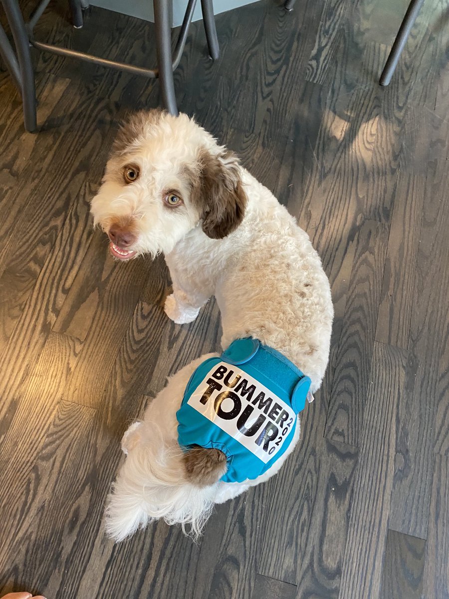 BUMMED I’m not saying, “Next weekend I get to see Phish at Deer Creek!” ⁦⁦⁦<a href="/tzander/">tzander</a>⁩ ⁦<a href="/PhanArt/">@phanart.bsky.social follow over there it's nice</a>⁩ #bummertour2020 #phish #thankgodfortuesday