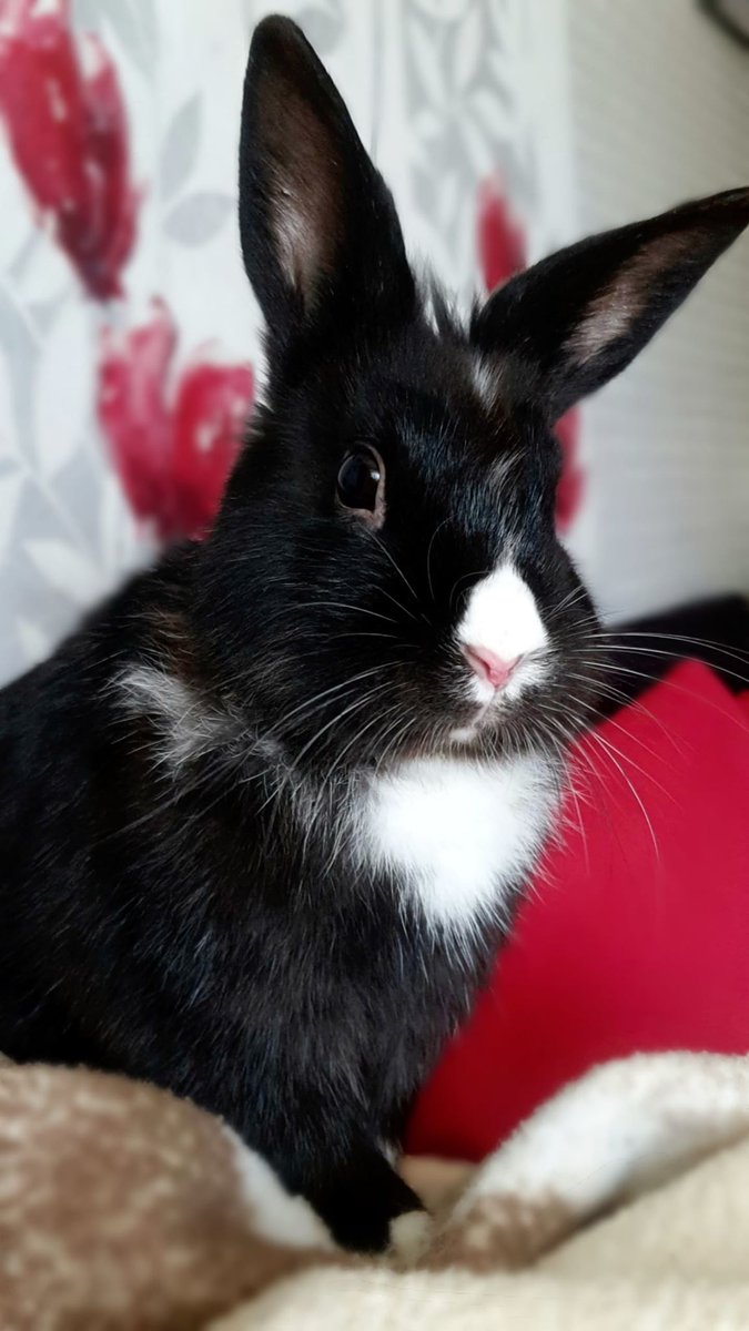 My bunny wanted to say "hello".