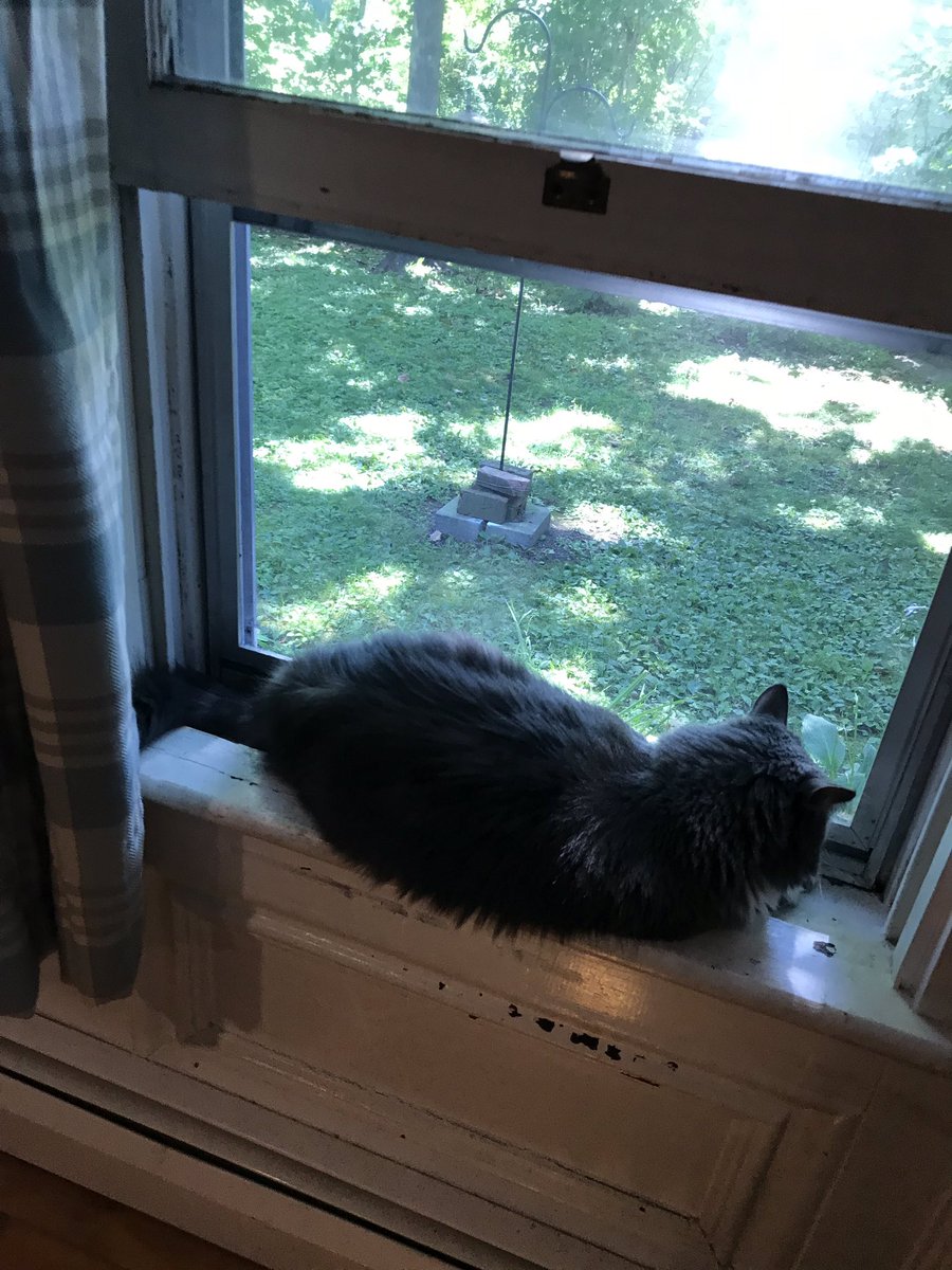 donaldsimonsdo1's tweet photo. I have Selina getting that bird!!! https://t.co/beZYCkJD1v