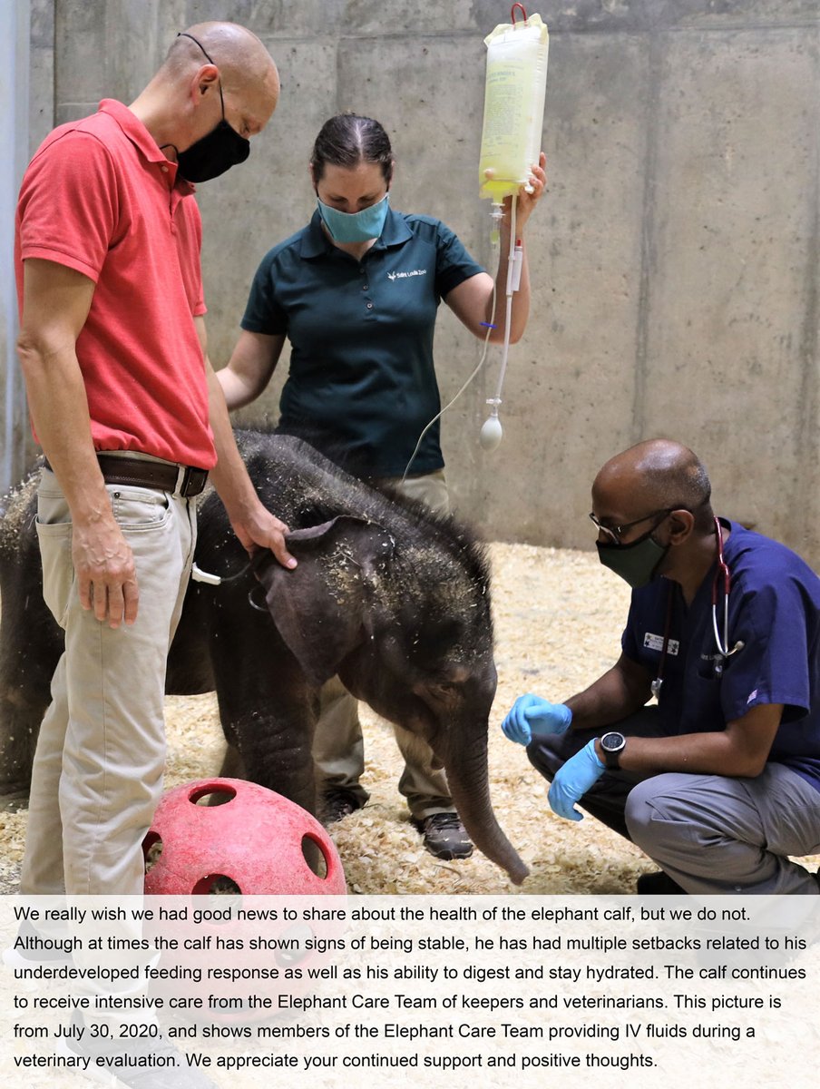 Saint Louis Zoo (@stlzoo) on Twitter photo Elephant calf update: Elephant calf update: