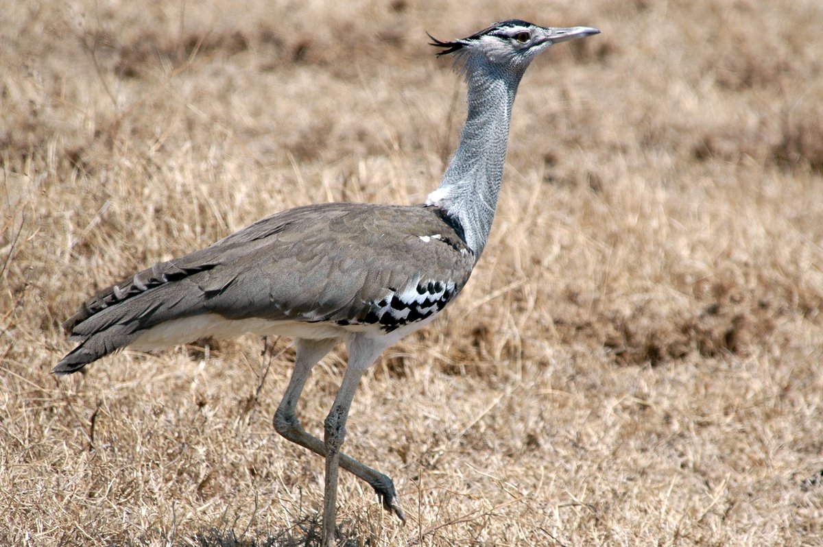 A Kori Bustard standing in short yellow grass. It's walking toward the right of the frame. It has brown plumage on its wings, white plumage on its neck, face, and tail, and a patch of black on the crest atop its head. 