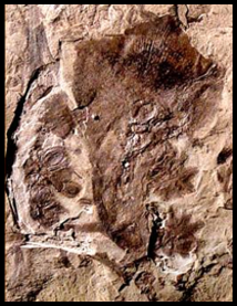 UdeMischa's tweet photo. Female Fructification
Over 20 species of these fructifications are found within South Africa.
Seeds, pollen, and scales will be discussed in detail in the upcoming episodes. (9/12)
#FossilFriday #botany2020 #scicomm #phdlife #fossil #BlackAFINSTEM #botany101 #blackinnature https://t.co/CQ5Zyelusg