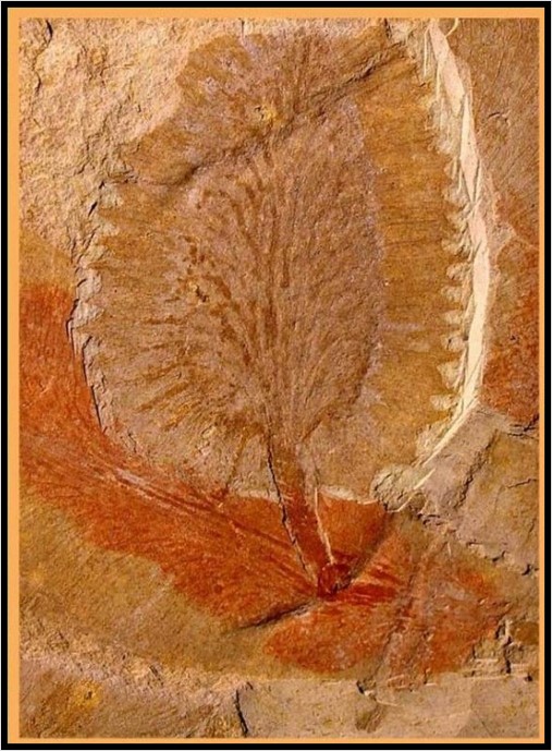 UdeMischa's tweet photo. Female Fructification
Over 20 species of these fructifications are found within South Africa.
Seeds, pollen, and scales will be discussed in detail in the upcoming episodes. (9/12)
#FossilFriday #botany2020 #scicomm #phdlife #fossil #BlackAFINSTEM #botany101 #blackinnature https://t.co/CQ5Zyelusg