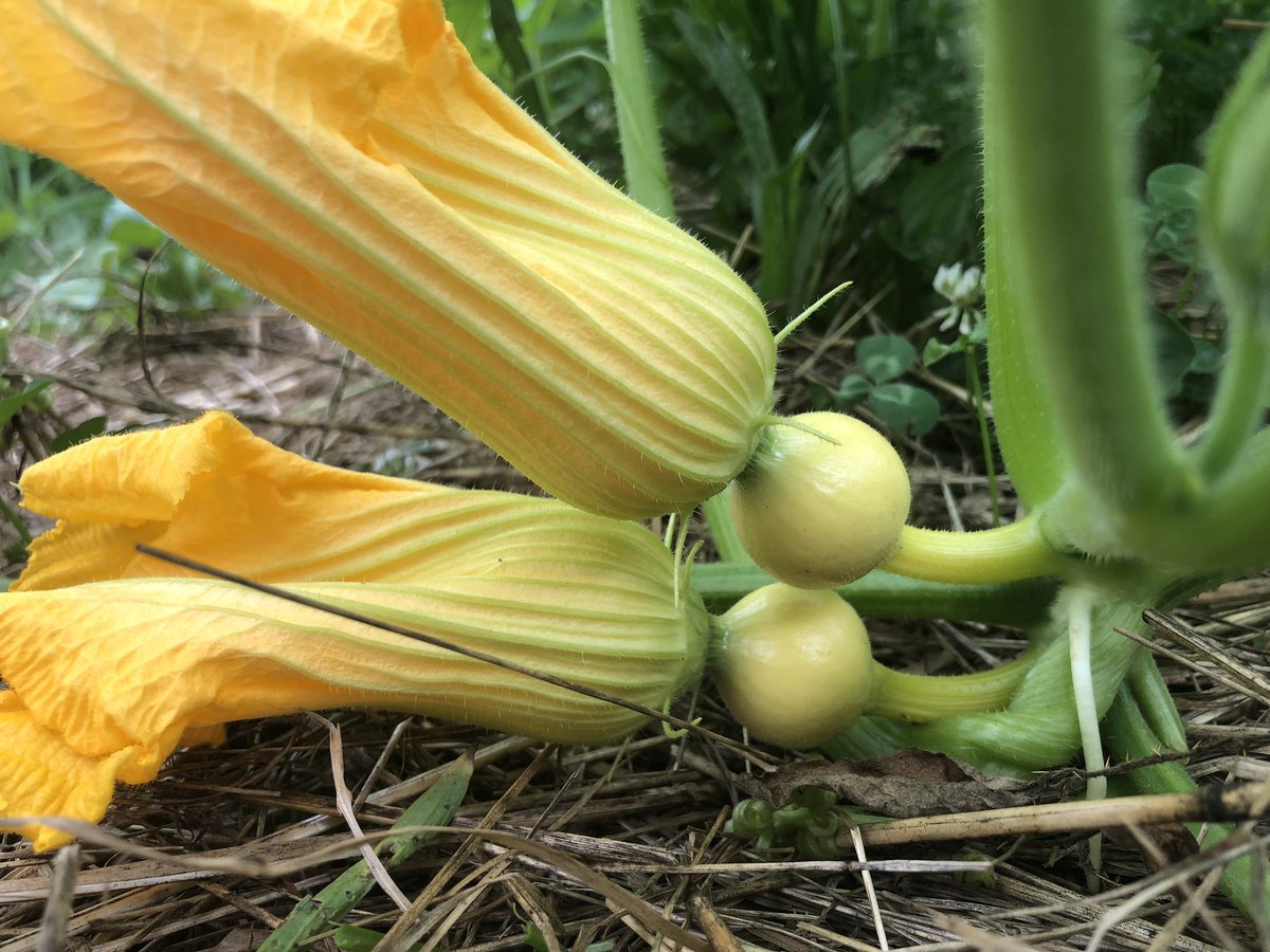Okra and volunteer mistery squash