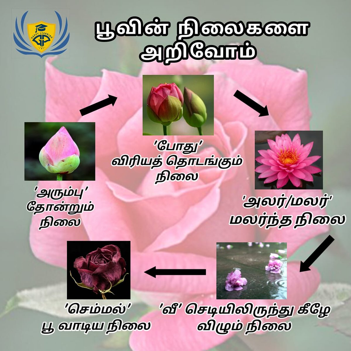 _godsparticle_'s tweet photo. Take a look on these beautiful blooming stages of flowers 😍
#beasuccessfulperson
#thegp #thegodsparticle #afterschoolprogram #afterschoolactivities #preschool #kindergarten #adhd #dyslexia #slowlearner #spokenenglishclasses #spokentamil #spokenhindi #aboutthegp https://t.co/EPxpw5Q3Yi
