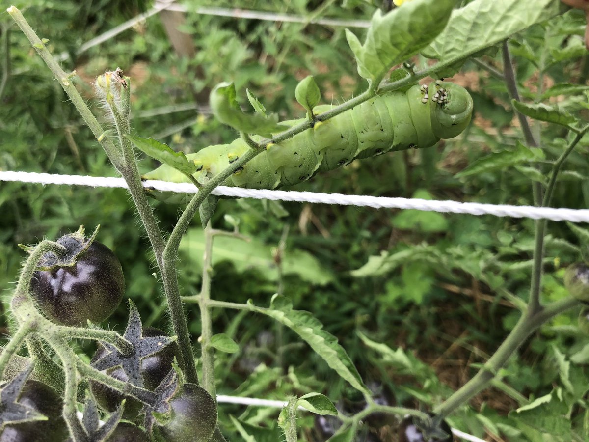 I caught this guy after he had made his way through about 70% of my tomato plant, it grossed me out so much.