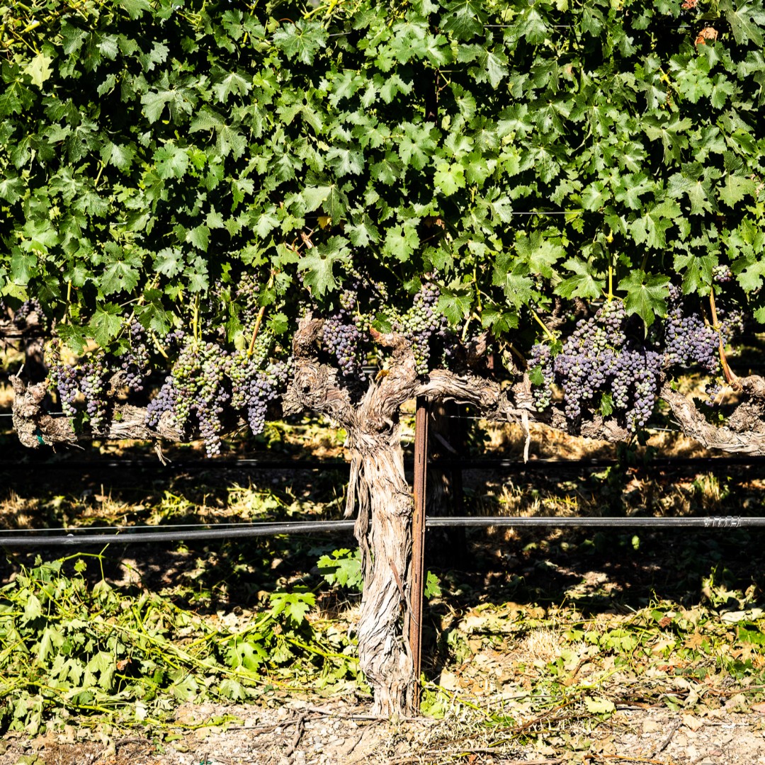 RubinoEstates's tweet photo. We're counting down to harvest! On the blog we're taking a deeper dive into veraison. 

https://t.co/RYnTn5GYB8

#livemorevalley #livermorevalleywinecountry #rubinoestates #rubinoestateswinery #vines #vineyards #purplegrapes #winelovers #winewinewine #tgif https://t.co/OSMO0uhLja