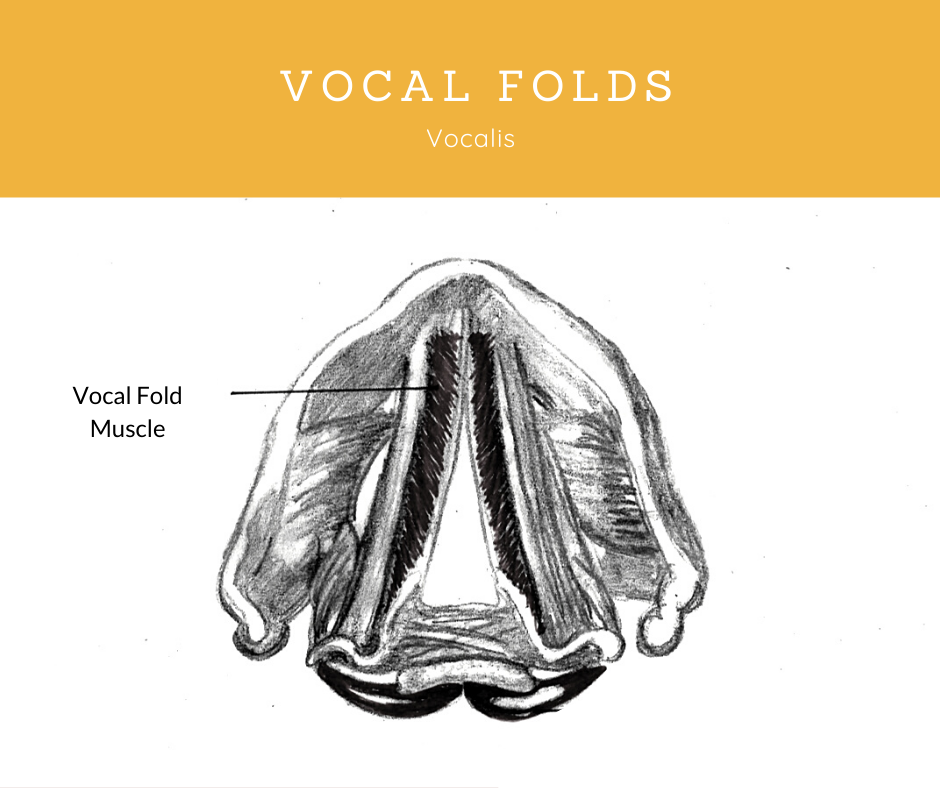 VoxTrain's tweet photo. The vocalis muscles form part of the vocal folds. Their role is to make adjustments to the tension of the vocal ligament. This is of interest when it comes to the various voice qualities. In falsetto it is completely relaxed, while in belting it is much more tense. #learntosing https://t.co/F4nEsWHbWB