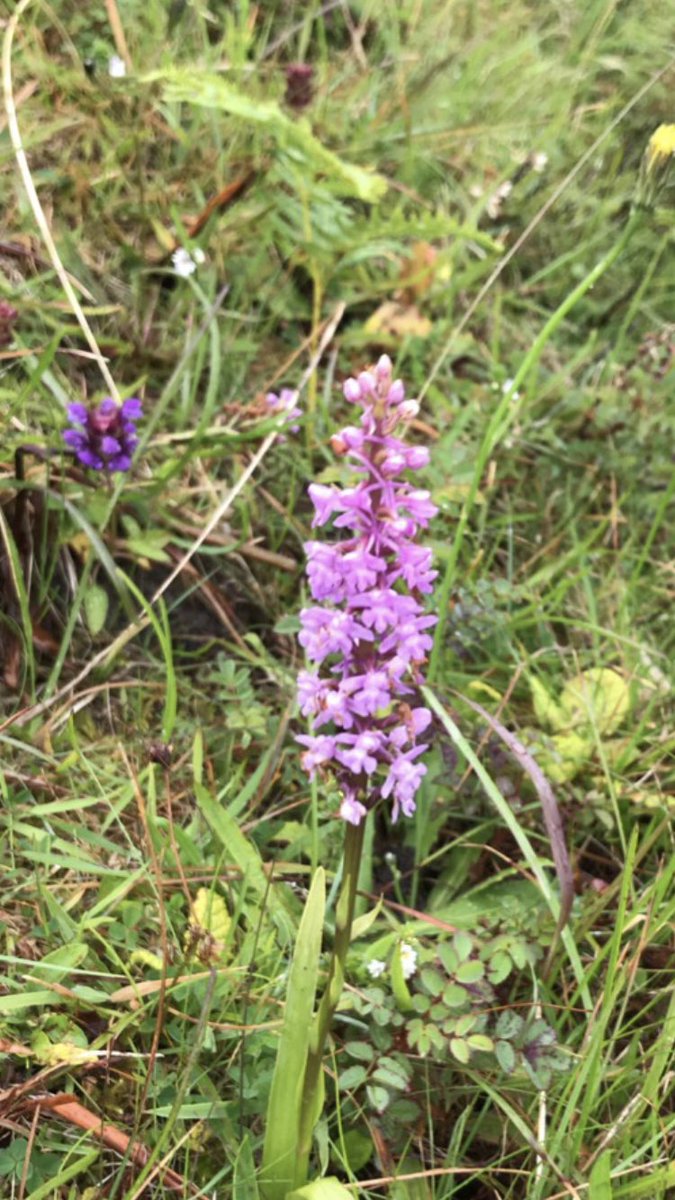 A busy week looking at some of the different habitats in Sheskinmore. A testament to the farmers who look after and care for the site in conjunction with NPWS ranger Emer Magee.#farmingwithnature