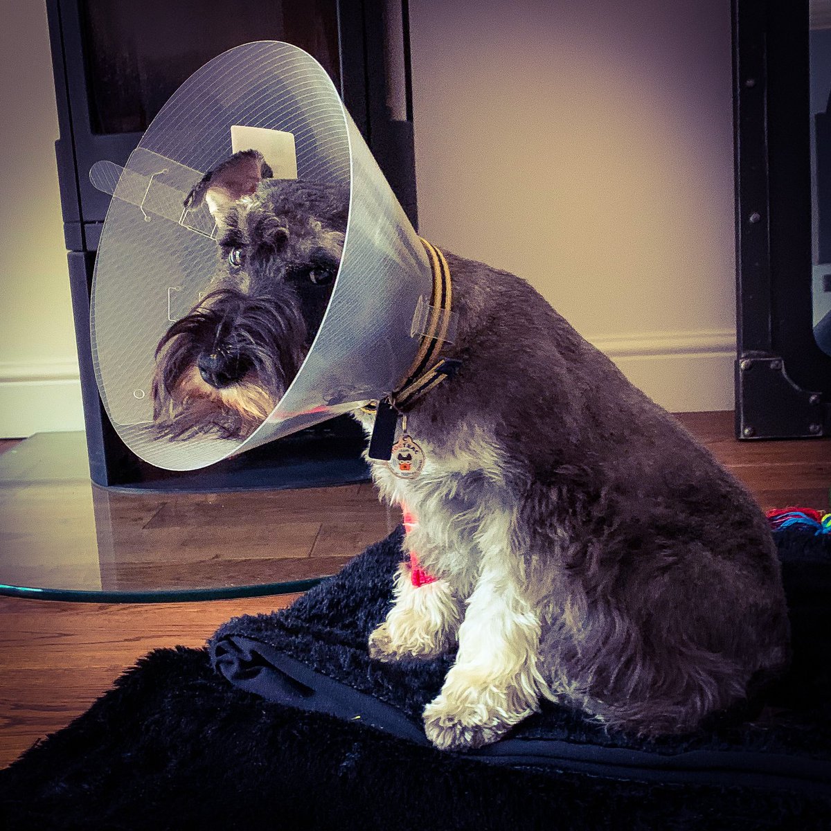 MikeBakerMedia's tweet photo. Today was 🍒 + 🔪 = 🙁 for Bert. 

Here’s his take on the famous #HisMastersVoice painting. 

#PoorBert https://t.co/euh5ODiJg1