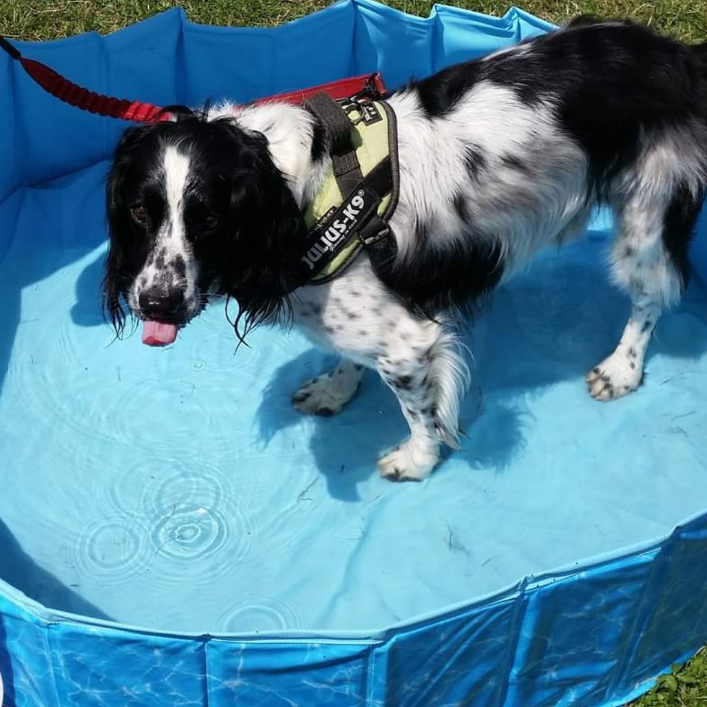 IsleofPets's tweet photo. It's certainly been a hot one today. Hope you have all kept safe and cool🌞 https://t.co/AB4n5W70Vb