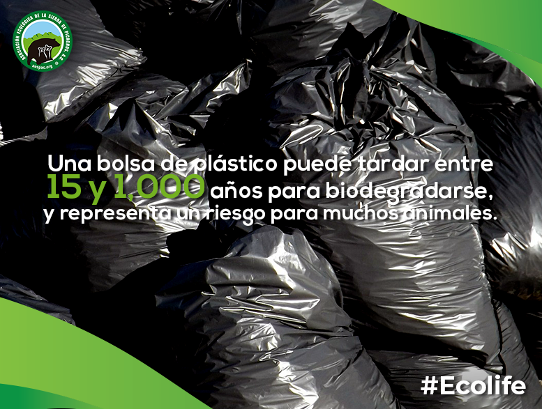 Sierra_Picachos's tweet photo. Una bolsa de plástico puede tardar hasta 1,000 años para degradarse. Por otro lado, la bolsa reutilizable tiene una vida util equivalente a 700 bolsas plásticas. No olvides tu bolsa de tela cada que salgas de compras.

#ecología #reciclaje  #sustentable #SalvemosPicachos https://t.co/48T4uyK5hv