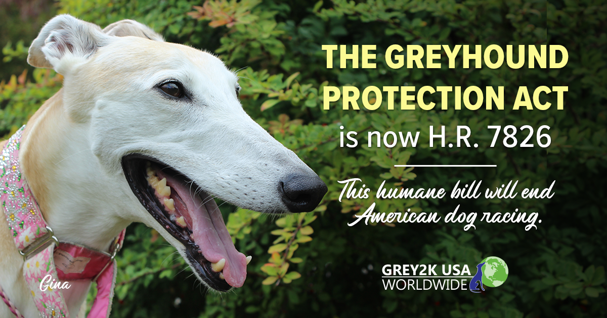 GREY2KUSA's tweet photo. Great news! The #GreyhoundProtectionAct now has an official number in Congress! https://t.co/vkaKbuAajy https://t.co/U24UmxPYHt
