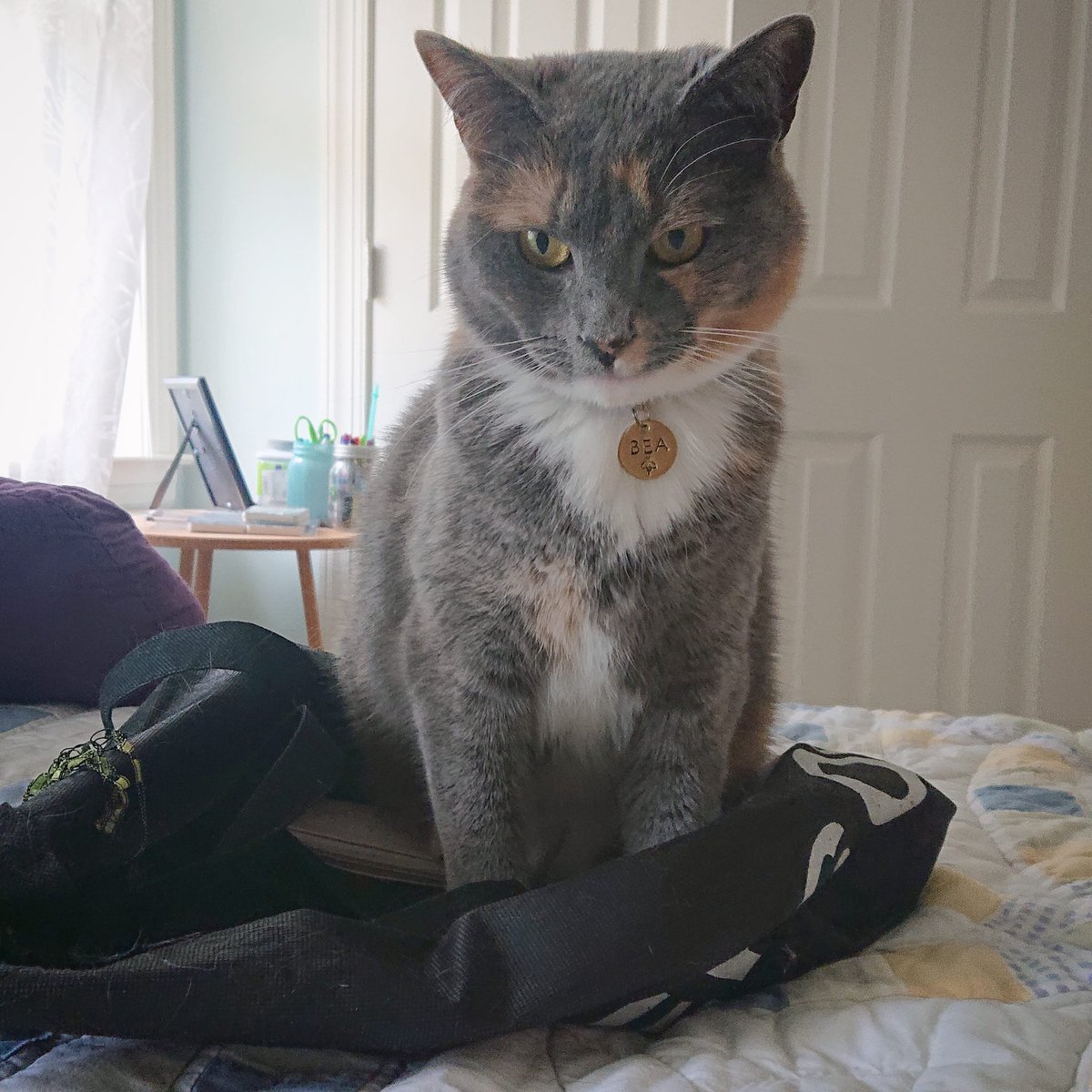 Lexiscee's tweet photo. @ellle_em Bea: loves bags with a passion, but will always wake up from napping on them for love and attention (and playtime).  #mycatinonephoto https://t.co/MgqUweOLXS