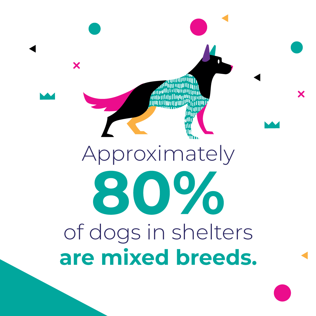 TCS_Seattle's tweet photo. Happy National Mutt Day! We’re sharing some info and stats on adoption of our four legged friends. https://t.co/mZNHaQFWi3